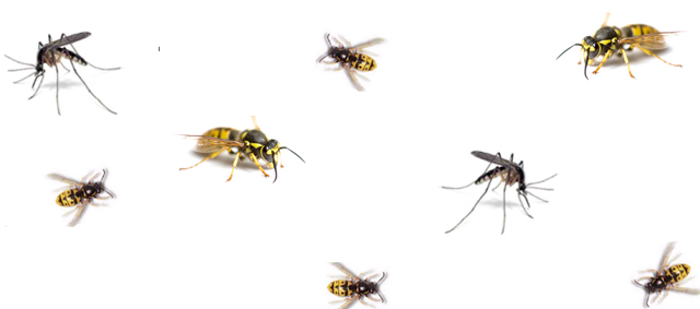 Bescherming tegen teken, wespen en muggen deze zomer