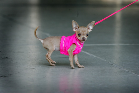 Chihuahua uit dierenwinkel Valkenburg gestolen