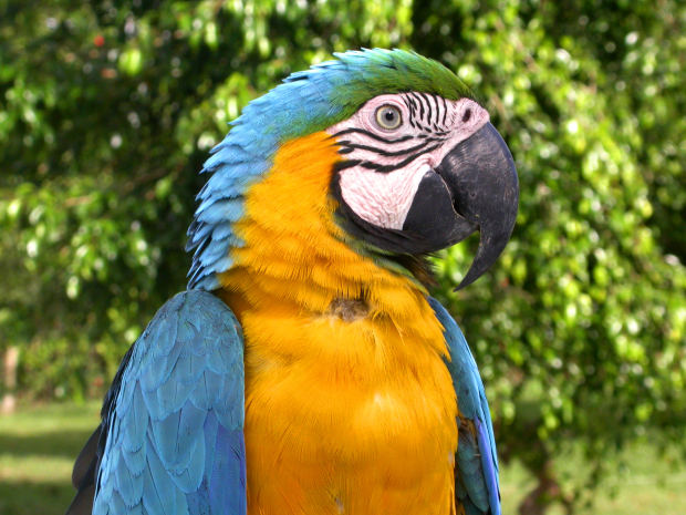 Biedt papegaaien een uitdaging, voorkom verenplukken