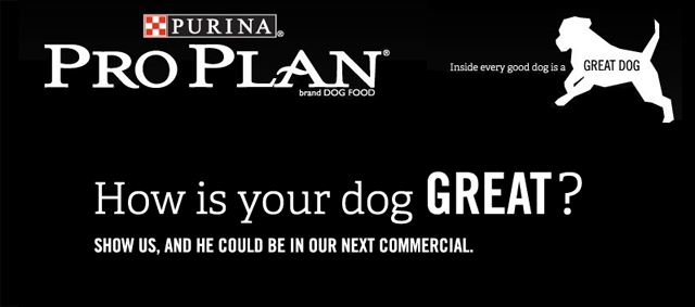 Purina Pro Plan petfood brand schrijft ‘great dog’ videowedstrijd uit: “How is your Dog Great?”