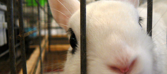 Onderzoek naar hoeveelheid konijnen, cavia’s en hamsters in detailhandel