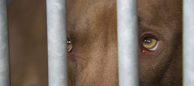 Stichting Dutch Cell Dogs ontvangt de Welzijnsprijs voor Dieren