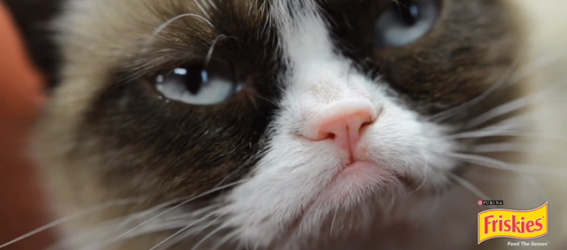 Grumpy Cat wordt nieuwe gezicht van Nestlé Purina