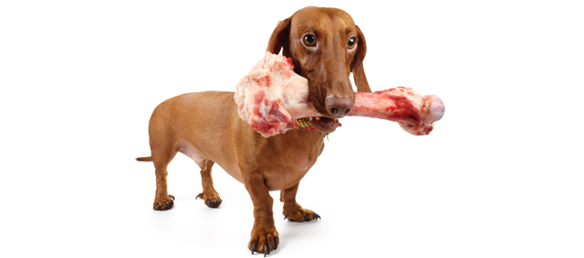 Amerikaanse studie naar risico’s rauw voedsel voor huisdieren en hun eigenaren