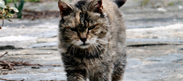 Dierenbescherming tegen het afschieten van wilde katten
