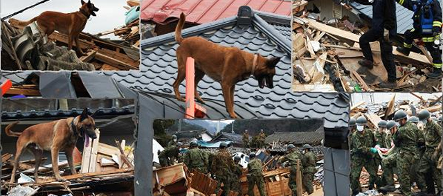 Nederlandse speurhonden aan het werk op Filipijnen