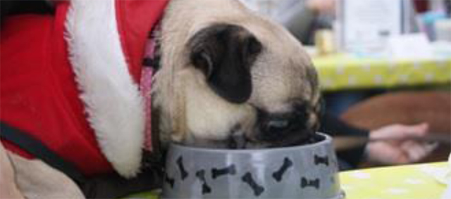 Dierenziekenhuis Eindhoven organiseert Kerstdiner voor Honden tijdens een Kerstmarkt voor mens en dier