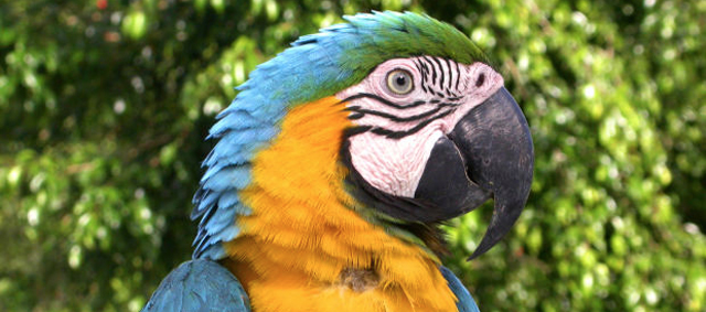 Verbod handopfok papegaaien