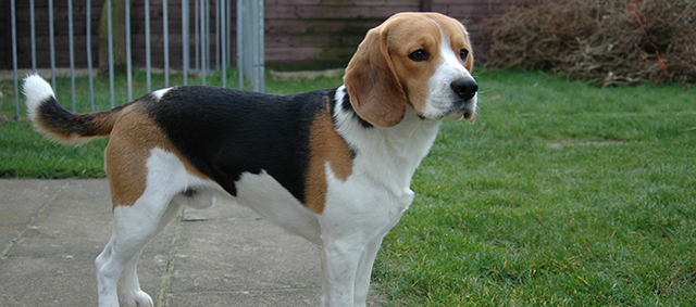 Zwaar verwaarloosde Beagle ingeslapen