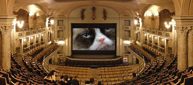 Grumpy Cat krijgt eigen film