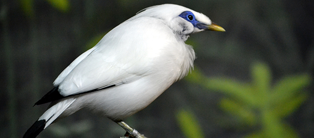 Diefstal van grote partij exclusieve vogels