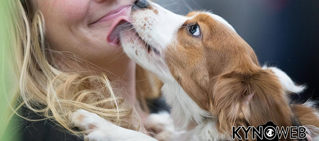 Hond2016 bezocht door duizenden hondenliefhebbers