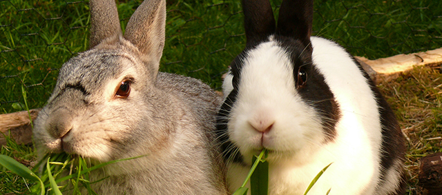 200 konijnen in beslag genomen
