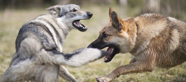 Partij voor de Dieren eist opheldering over ‘falende aanpak’ vechthonden