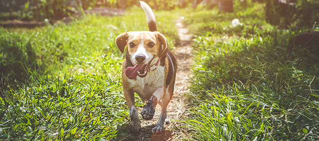 Meer toezicht op loslopende honden in natuurgebieden.