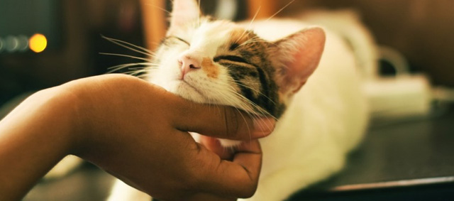 ProVeg: “Kattenvoer van gekweekte muizencellen kan miljoenen dierenlevens besparen”