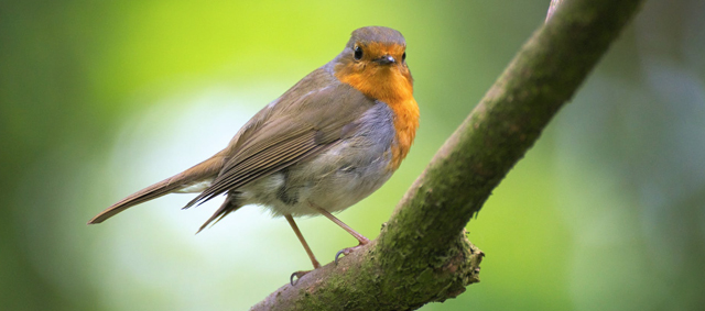Nationale Vogelweek van start