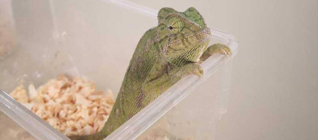 Grote actie in EU: 4400 reptielen gered