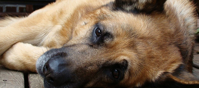 Zieke en dode honden: Diemerbos tijdelijk gesloten voor honden