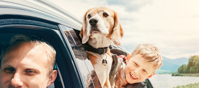 Gaat de hond mee? Tips voor een vlotte reis