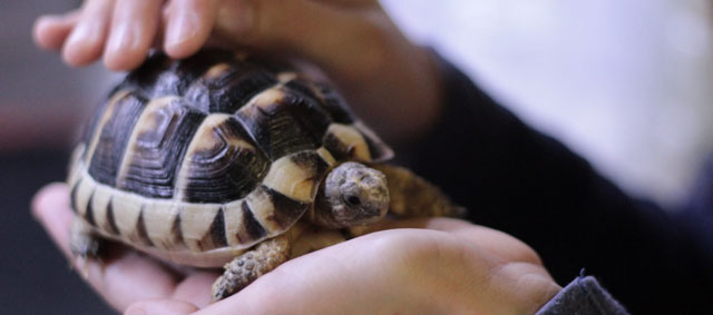 Reptielenopvang Serpo baalt flink van vele gedumpte schildpadden: ‘Laat ze maar liever in de sloot zitten’