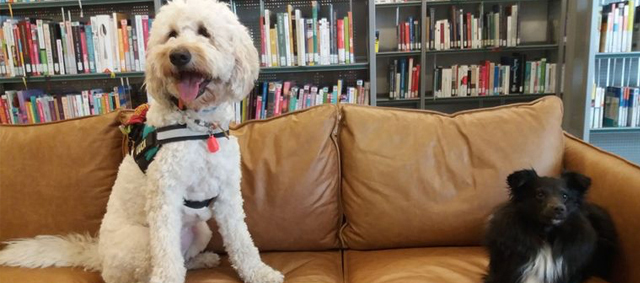Van een fijn publiek gesproken: kinderen leren voorlezen dankzij honden