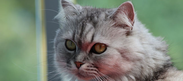 NVWA waarschuwt fokkers kortsnuitige katten