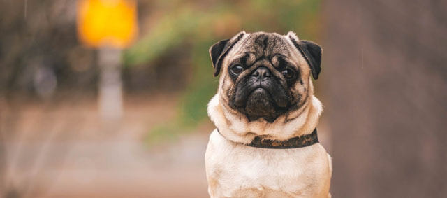 Baasjes negeren bewust gezondheidsrisico’s doorgefokte huisdieren