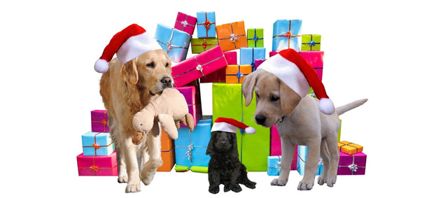 Ook voor hondje Max ligt er een pakje onder de kerstboom