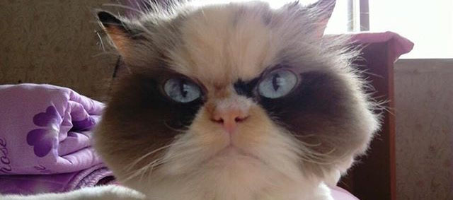 Opvolger voor Grumpy Cat: Meow Meow