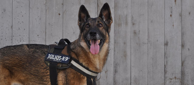 Politie onderzoekt dierenleed tijdens training politiehonden na uitzending Undercover in Nederland