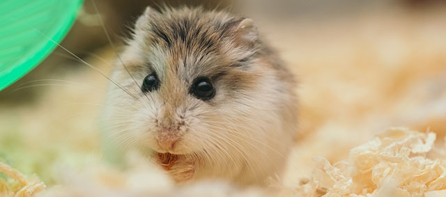 Hongkong op zoek naar Nederlandse hamsters na corona-uitbraak dierenwinkel