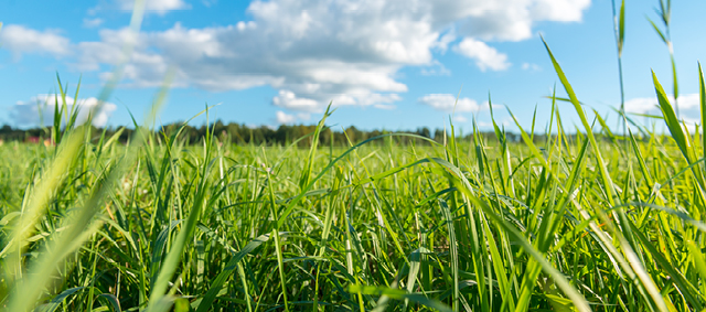 Pas op met grasaren deze zomer!
